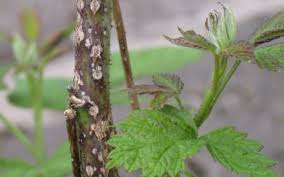 Image result for Raspberry spur blight
