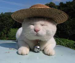 Sleepy Cat Shironeko Lives In Constant State Of Bliss Pretty Cats Cats Sleepy Cat