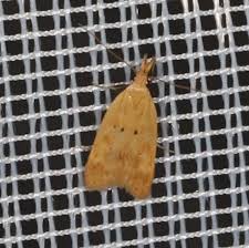 Image result for Scrobipalpula diffluella