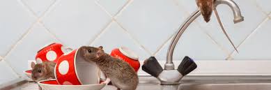 Learn about salaries, benefits, salary satisfaction and where you could earn the most. Pest Control Extermination Integrity Pest Home Repair Medford Or