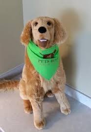Pet Insurance Pet Health Insurance Pets Best Best Pet Insurance Cool Pets Pet Insurance Cost