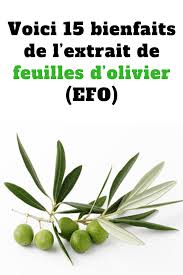 Voici 15 Bienfaits De L Extrait De Feuilles D Olivier Efo Olivier Feuilles Soins Beaute Jardin Sos Plants