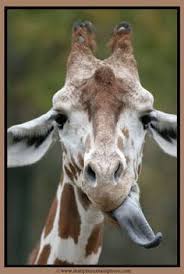 Browse 458 giraffe with tongue out stock photos and images available, or start a new search to explore more stock photos and images. Giraffe Tongue Meme