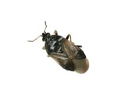 Image result for Pycreus niger