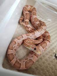 Coral Ghost Corn Snake Pet Snake Snake
