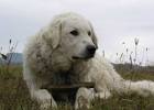 Kuvasz Dog Breed Information and Pictures
