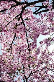 Black cherry is the most important native cherry found throughout the eastern united states. 100 000 Best Cherry Tree Photos 100 Free Download Pexels Stock Photos