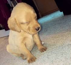 I'm glad no one can see me when i look at puppy pics, gifs, and videos because i make absurd faces and noises and i don't embarrass easily but damn. Sleepy Puppies Gifs 60 Cutest Animated Images For Free