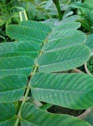 Daun genjer ini biasa disajikan menjadi tumis sayuran atau dibuat air rebusan daun genjer. Tanaman Obat Daun Gelinggang Atau Ketepeng Antioksidan Ampun Obati Panu Kulit Dan Lancarkan Bab Banjarmasin Post