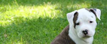 Der american staffordshire terrier (kurz: Angie S Amstaff Kennel American Staffordshire Terrier Seit 1987