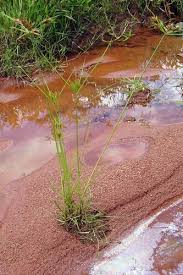 Image result for Pycreus macrostachyus