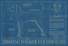 Treeing Walker Coonhound Dog Art Blueprint Animal Blueprint Company Treeing Walker Coonhound Walker Coonhound Coonhound