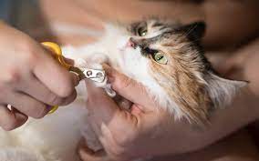 Cats also use grooming to make themselves feel better emotionally. How To Cut My Cat S Nails Petbarn