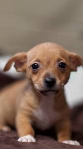 Pin By Tiffany Mowbray On Chiweenies Chiweenie Puppies Chiweenie Dogs Cute Dogs