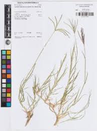 Image result for Cynodon aethiopicus