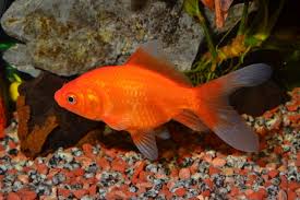 How big is mine likely to grow? Goldfish Growth Complete Guide With Chart Pet Keen