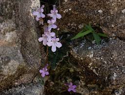 Image result for Streptocarpus hirticapsa