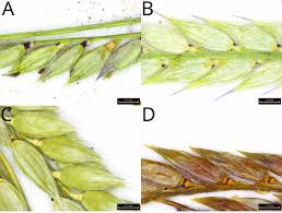 Image result for Eriochloa