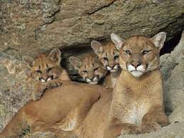 Pin On Animals Big Cats