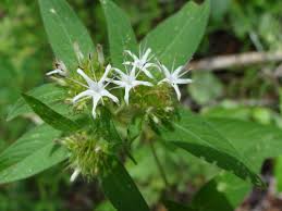 Image result for Virectaria