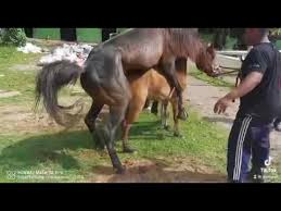 Maybe you would like to learn more about one of these? Download Nonton Kuda Kawin Antara Tertawa Bahagia Dan Gimana Gituuu Mp4 Mp3 3gp Naijagreenmovies Fzmovies Netnaija
