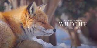 WILD LIFE 』-JOURNEY OF RING- 雪原のキタキツネ