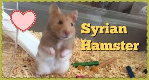 Syrian Hamster Care Facts Colors Life Span Shorthair