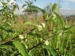 Image result for Lippia oatesii