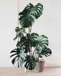 Happy Monstera Monday Plantsbybenny Plants Office Plants Green Plants