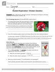 Just a heads up that you can access basically all of the gizmos answers on academichub for free. Genetics 24e Chicken Genetics Gizmo Worksheet 1 Lay Ma Name Date Student Exploration Chicken Genetics Vocabulary Allele Codominance Dominant Course Hero