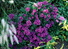 Lastly, if you are somewhat of an expert at flower identification, and already know the flower's family name, then you can click on the specific family name and you will be brought to a page with all the flowers we found in that family. New England Asters Hgtv