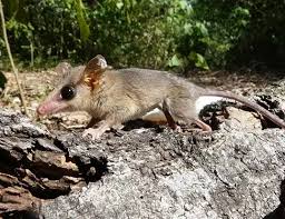 Image result for Pycreus gracillimus