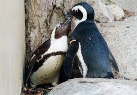 Unfortunately, it cut off circulation to. Singapore Bans Children S Book Featuring Gay Penguin Couple
