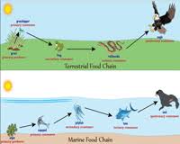 Food chain in terrestrial habitat. Food Chain Worksheets