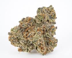 Image result for Eulophia obscura