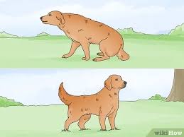 But excessive barking or barking at strangers may be indications your dog is. 4 Ways To Stop Dogs From Barking At People Wikihow