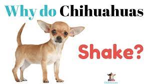 Why Do Chihuahuas Shake Chi Pets