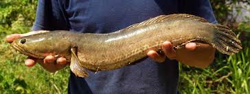 For more information and source, see on this link : Ikan Haruan The Wound Healing Wonder Fish Yesmywellness