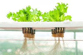 Atau kamu juga sedang bingung bagaimana cara membuat nutrisi hidroponik? 10 Fakta Hidroponik Metode Bertanam Tanpa Tanah Yang Bisa Kamu Coba