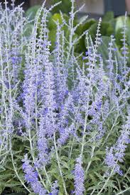 Image result for Perovskia atriplicifolia lacey blue lisslitt photo
