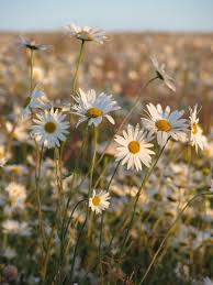 Check spelling or type a new query. Flower Field Near Me