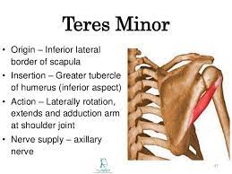 Teres Minor Muscle Teres Minor Muscle Is A Narrow Elongated Muscle Of The Rotator Cuff Attachmen Supraspinatus Muscle Massage Therapy Anatomy And Physiology