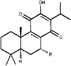 Image result for Synadenium pereskiifolium