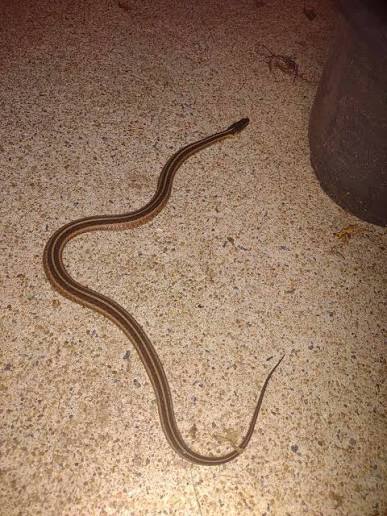 What kind of snake is in my front yard?