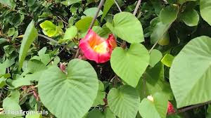 Image result for Stictocardia