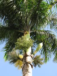 They are the dates found in most grocery stores around the world. Royal Palm Growing Tree Tree Identification Palm Trees