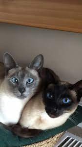 Pin On Siamese Cats
