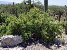 Search 12 homes for sale in hackberry, tx. Celtis Ehrenbergiana Spiny Hackberry Desert Hackberry Southeastern Arizona Wildflowers And Plants