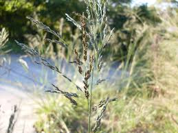 Image result for Eragrostis volkensii