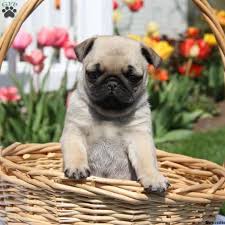 Maybe you would like to learn more about one of these? Miniature Pug Puppies For Sale Greenfield Puppies